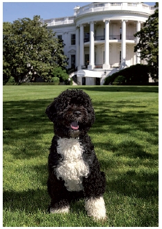 Bo, el perro del presidente Obama