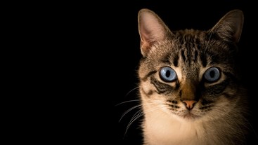 Los gatitos son terapia🐱
