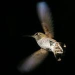 Alza el vuelo