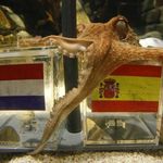 El pulpo adivina la victoria de España