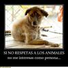 No todas las personas saben como amar a los perros pero todos los perros sí saben como amar a una persona.