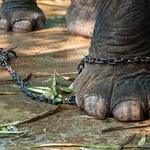 El elefante y la estaca El elefante y la estaca