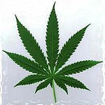 La marihuana La marihuana