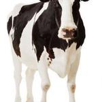 Mata a la vaca Mata a la vaca
