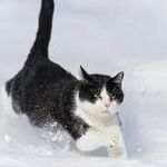 Mi nik