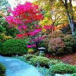 Un jardin en tu mente. Un jardin en tu mente.