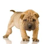 ¿Por qué los perros patalean cuando los rascas? ¿Por qué los perros patalean cuando los rascas?