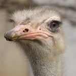 las 9 cosas mas raras sobre los animales