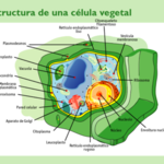 Curiosidades sobre el cuerpo.