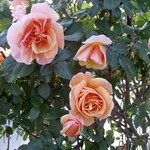 La primavera la sangre altera. 