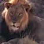 Un león se escapa en el zoo Un león se escapa en el zoo