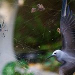 7 cosas que no sabías sobre las arañas 7 cosas que no sabías sobre las arañas