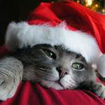 Las navidades