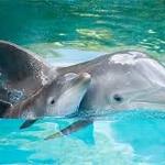 Los delfines