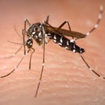 Mosquitos