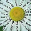 Me quiere o no me quiere