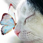 EL GATO Y LA MARIPOSA EL GATO Y LA MARIPOSA