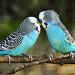 EL AMOR TIENE ALAS