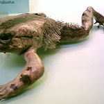 Increible las ranas con pelo