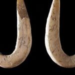 Los anzuelos de pesca más antiguos son de hace 42.000 años