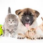 Animales