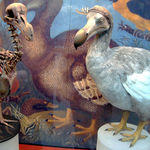El dodo