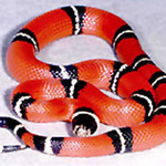 LA SERPIENTE DE CORAL LA SERPIENTE DE CORAL