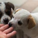 No compres, adopta. No compres, adopta.