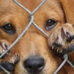Los animales también sienten