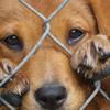 Los animales también sienten