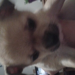 mi perro