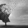 Alzheimer, canalla 