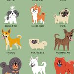 Curiosidades de los perros Curiosidades de los perros