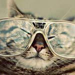 20 curiosidades de los gatos 20 curiosidades de los gatos