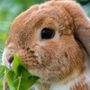 20 curiosidades de los conejos