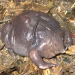Mi top 5 de animales mas feos del mundo