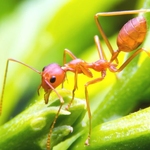 El mundo de las hormigas El mundo de las hormigas