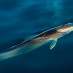 Los cetáceos del Mediterráneo Los cetáceos del Mediterráneo