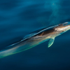 Los cetáceos del Mediterráneo