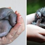 Animales curiosos