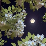 Luna congelada 