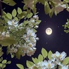 Luna congelada 