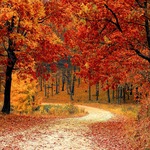 EL OTOÑO HA LLEGADO PARA QUEDARSE EL OTOÑO HA LLEGADO PARA QUEDARSE