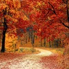 EL OTOÑO HA LLEGADO PARA QUEDARSE