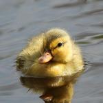 Hola hoy voy hablar de pajaros
