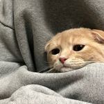 Maltrato animal