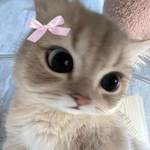 Los gatitos son terapia🐱