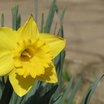 Flor. Flor.