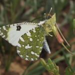 Mariposa Mariposa