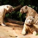 ANIMALES PELIGROSOS